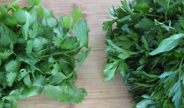 Can U Substitute Cilantro For Parsley