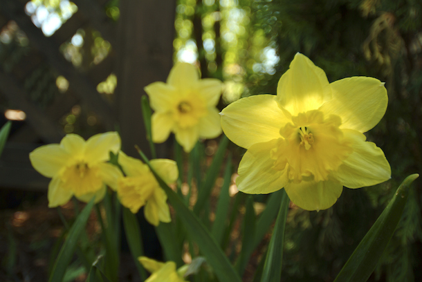 It's Spring Bulb Planting Time! :: YummyMummyClub.ca