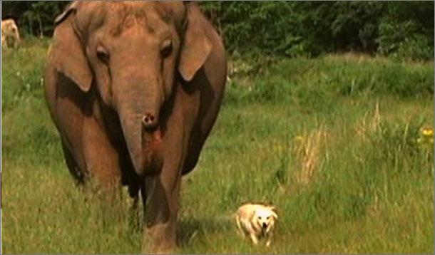 Dog and Elephant Friends :: YummyMummyClub.ca