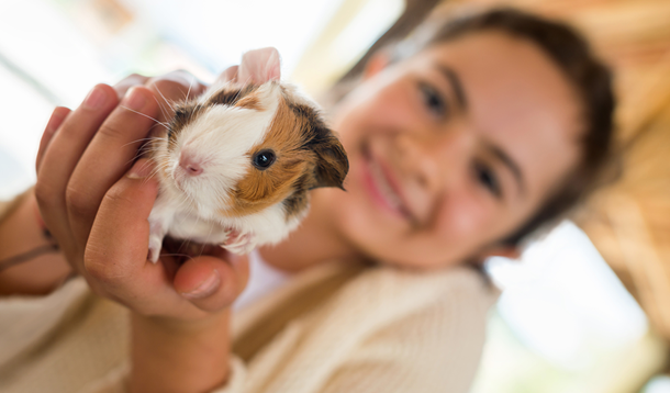 Guinea store pig child