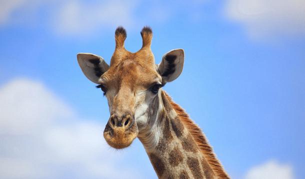 giraffe killed at zoo